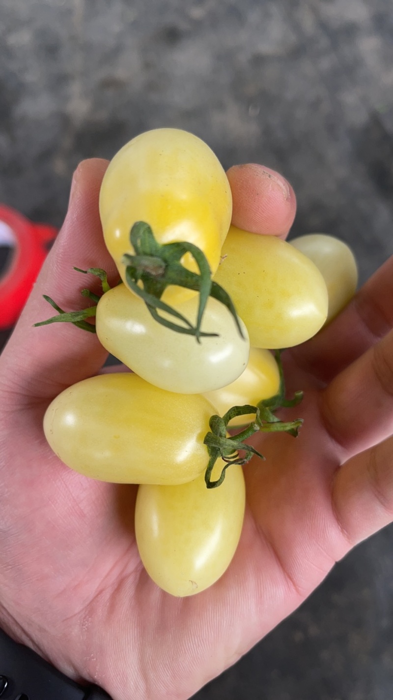 多彩番茄