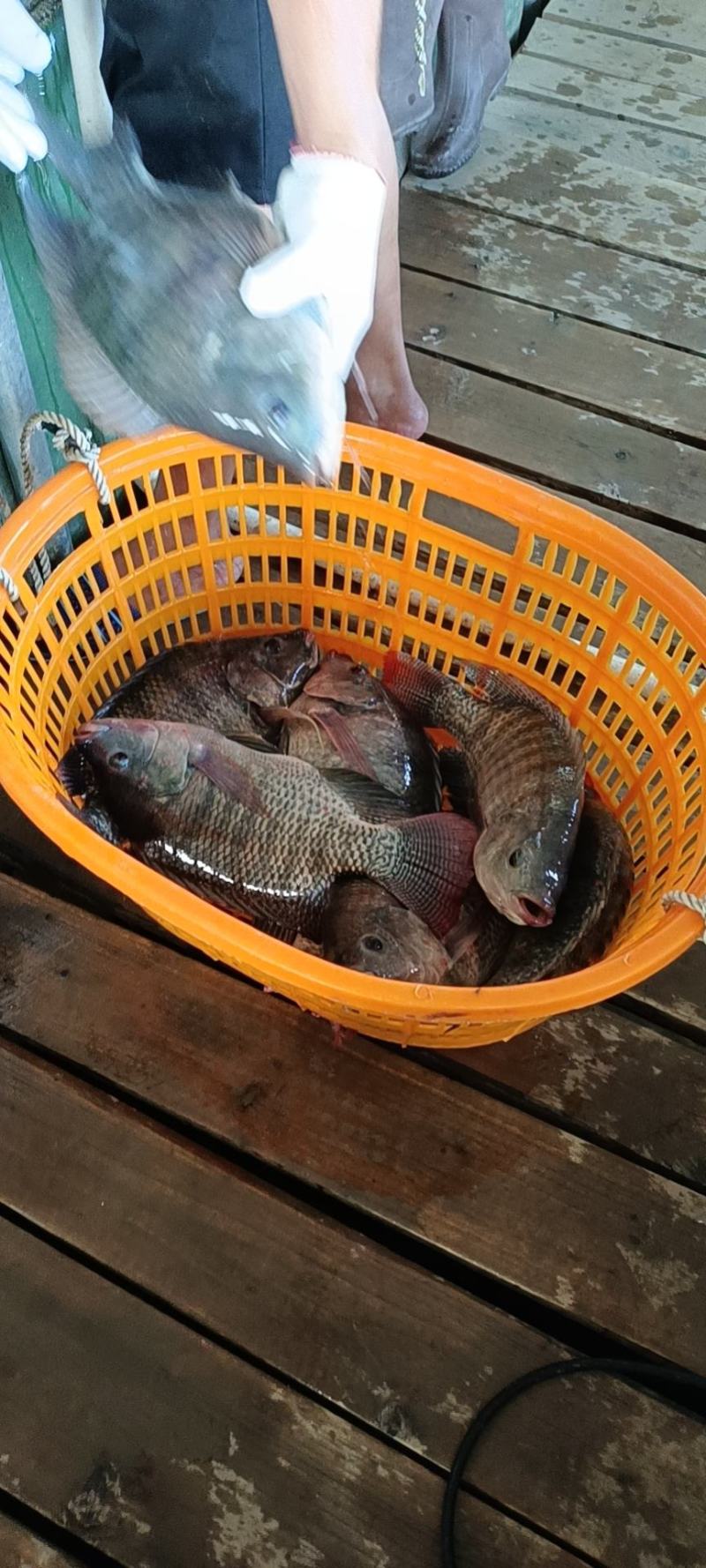 脆肉罗非鱼