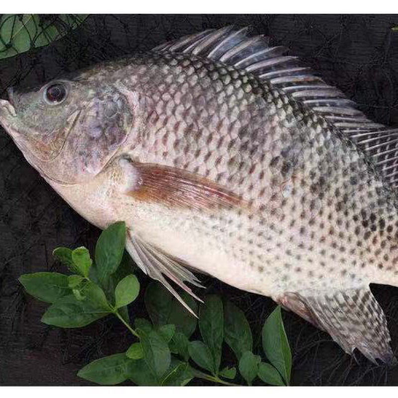 脆肉罗非鱼
