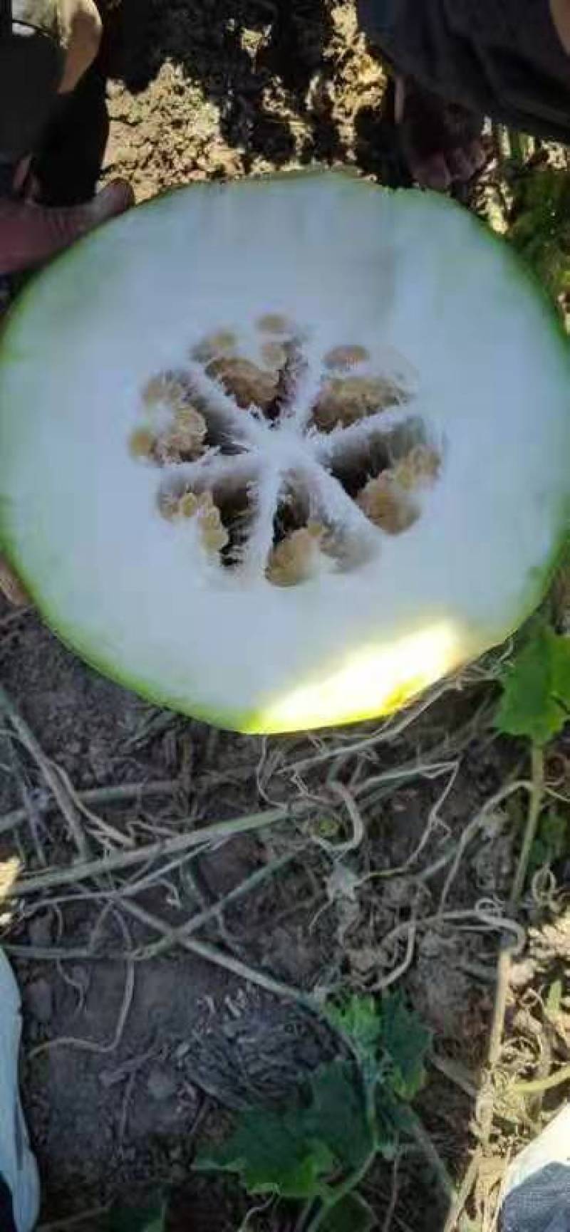 冬瓜