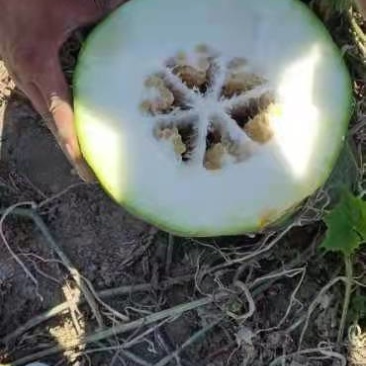 冬瓜