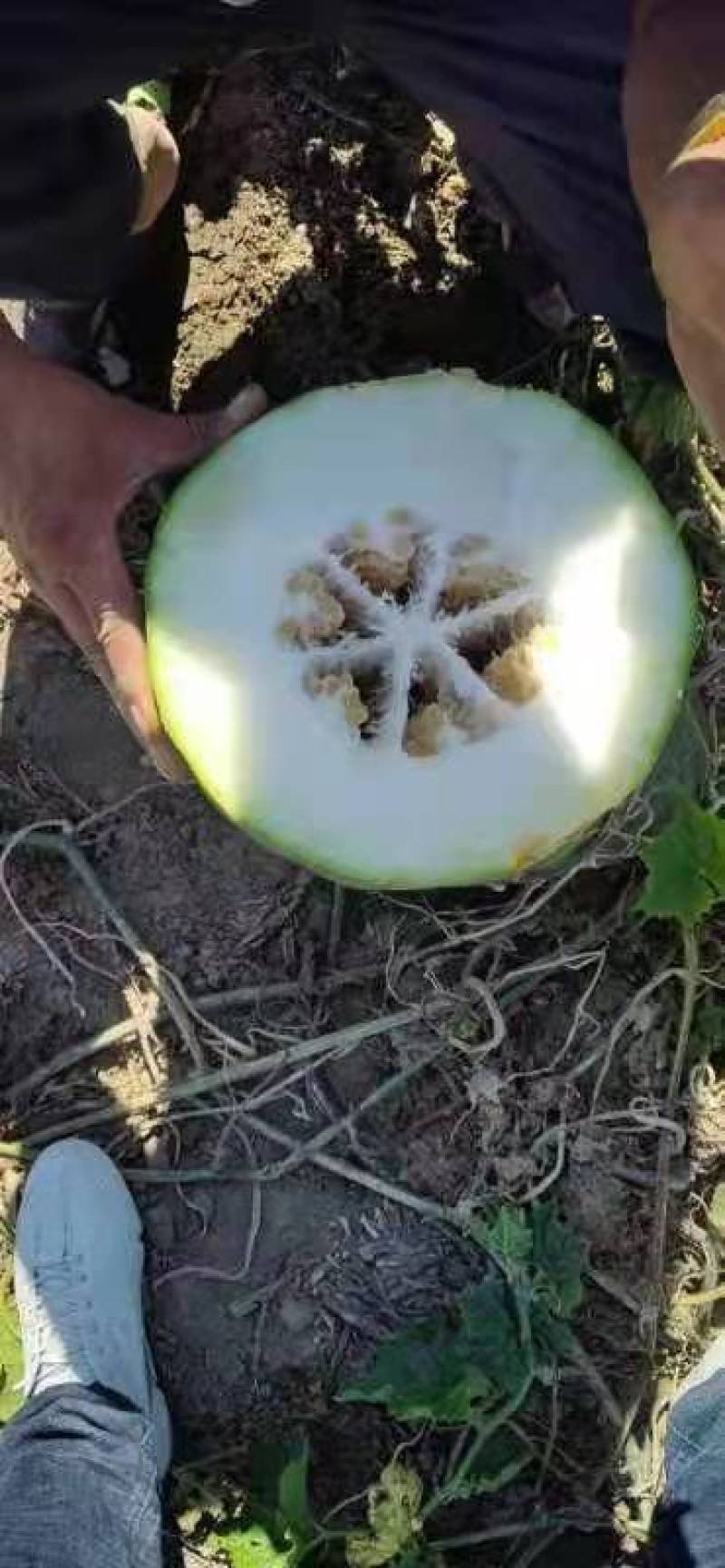 冬瓜