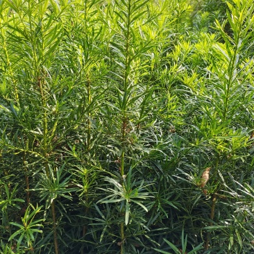 罗汉松、罗汉松小苗大量供应，欢迎来电咨询！