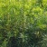 罗汉松、罗汉松小苗大量供应，欢迎来电咨询！