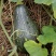 河南香芋南瓜合作社，香甜可口，值得你信赖