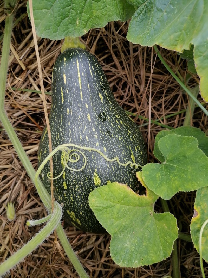 河南香芋南瓜合作社，香甜可口，值得你信赖