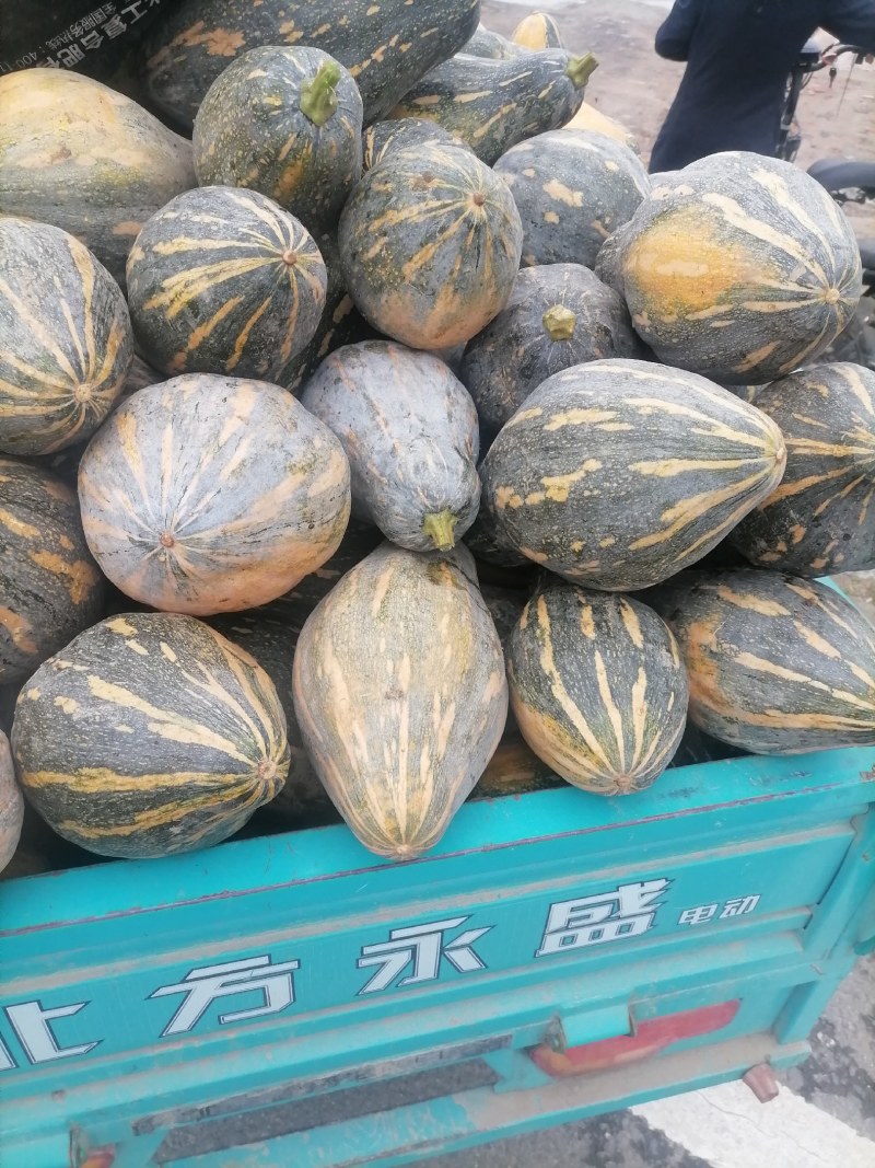 河南香芋南瓜合作社，香甜可口，值得你信赖