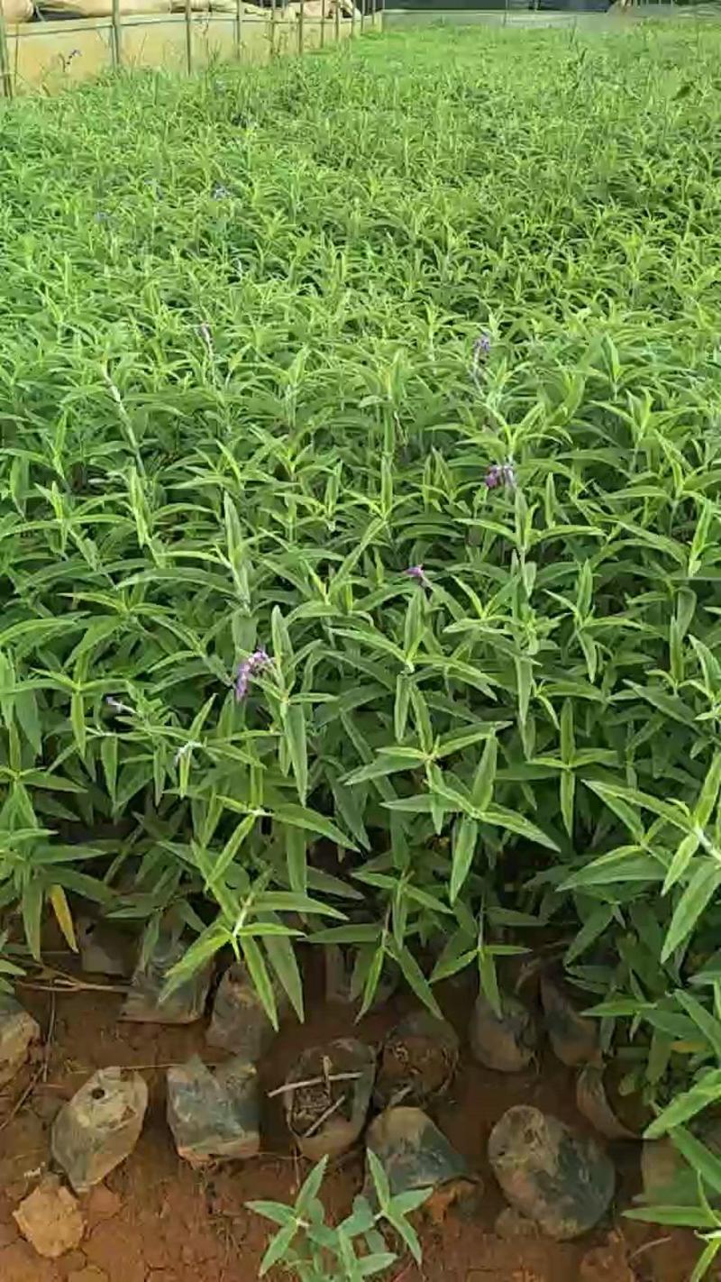 墨西哥鼠尾草又名紫柳基地直销保质保量