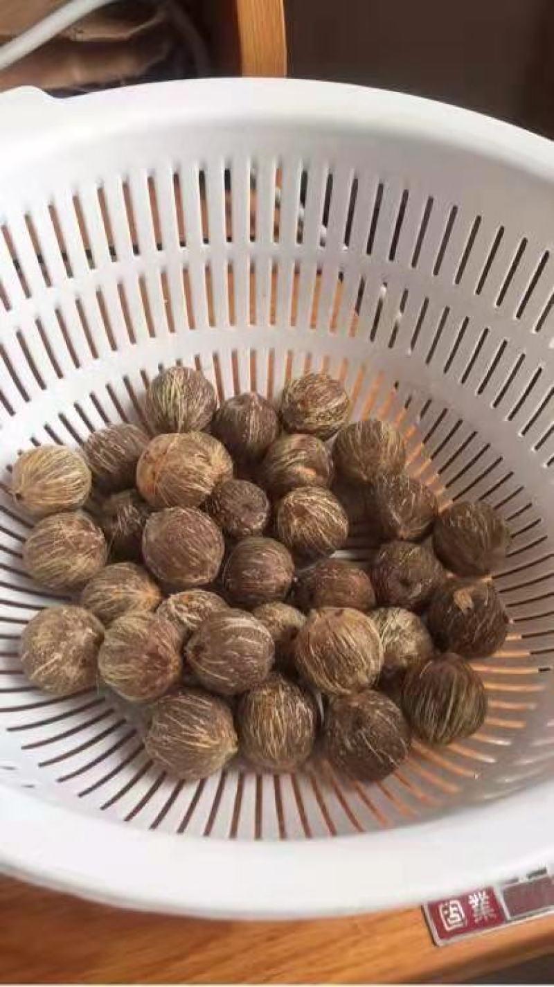 紫金鼠菩提金山葵种子产地直销紫金鼠价格