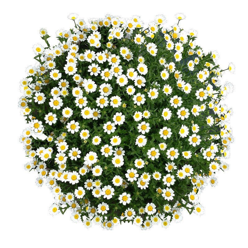 白晶菊花种子四季开花易活种籽庭院室外小白菊花籽阳台耐寒盆