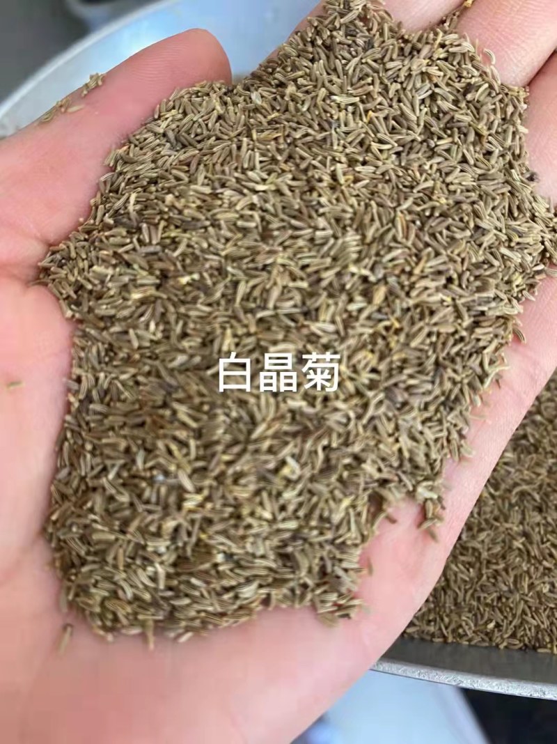 白晶菊花种子四季开花易活种籽庭院室外小白菊花籽阳台耐寒盆