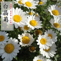 白晶菊花种子四季开花易活种籽庭院室外小白菊花籽阳台耐寒盆
