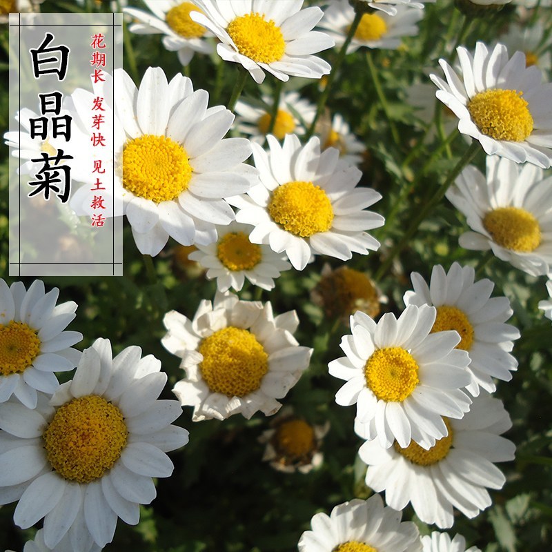 白晶菊花种子四季开花易活种籽庭院室外小白菊花籽阳台耐寒盆
