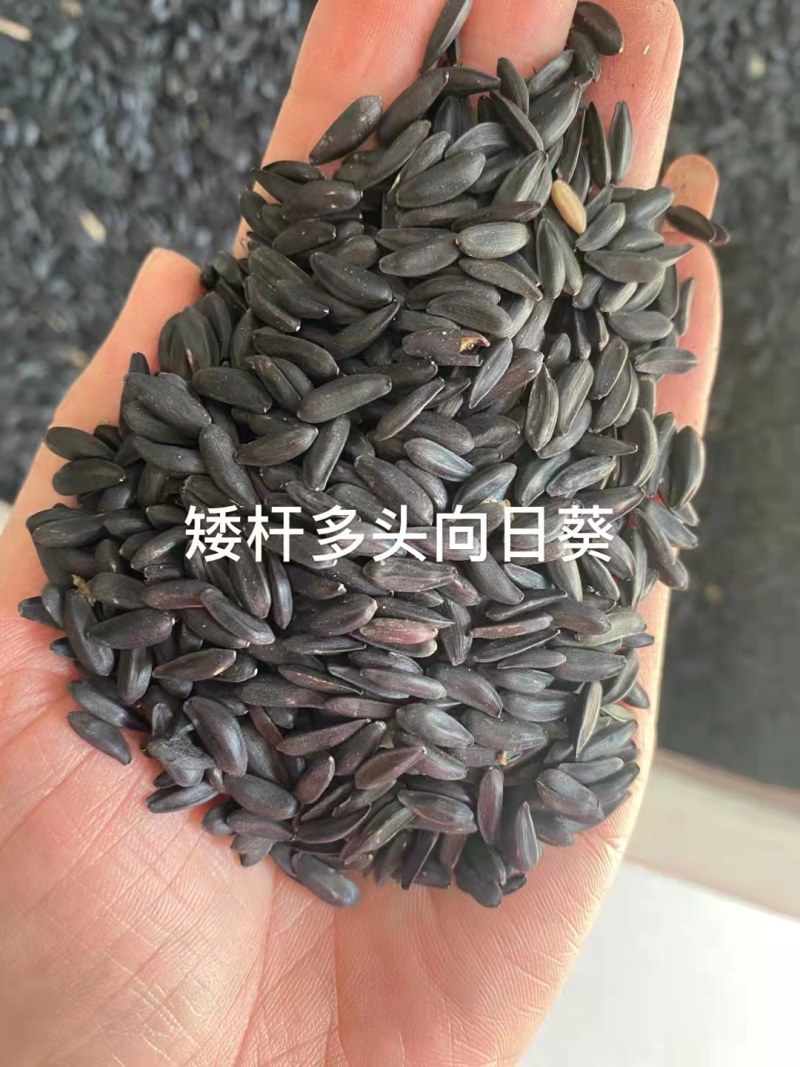 矮向日葵种子多头矮向日葵种子四季易活观赏室内阳台盆栽