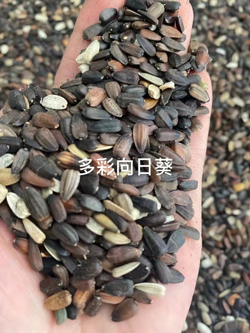 矮向日葵种子多头矮向日葵种子四季易活观赏室内阳台盆栽