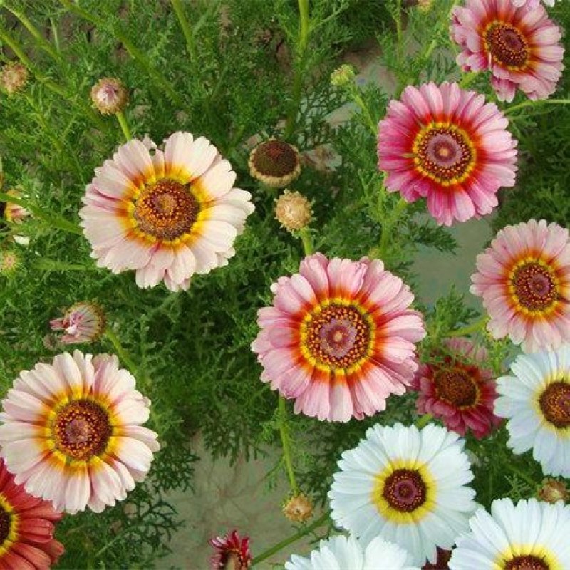 花环菊种子混色花卉景观绿化草花种四季种易种阳太台