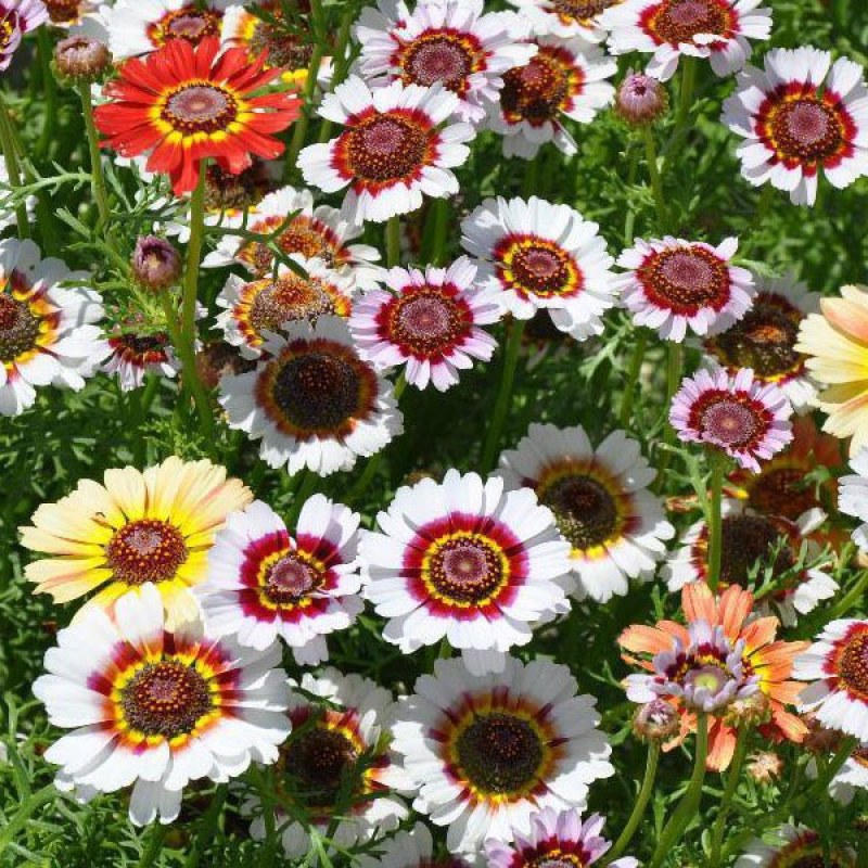 花环菊种子混色花卉景观绿化草花种四季种易种阳太台