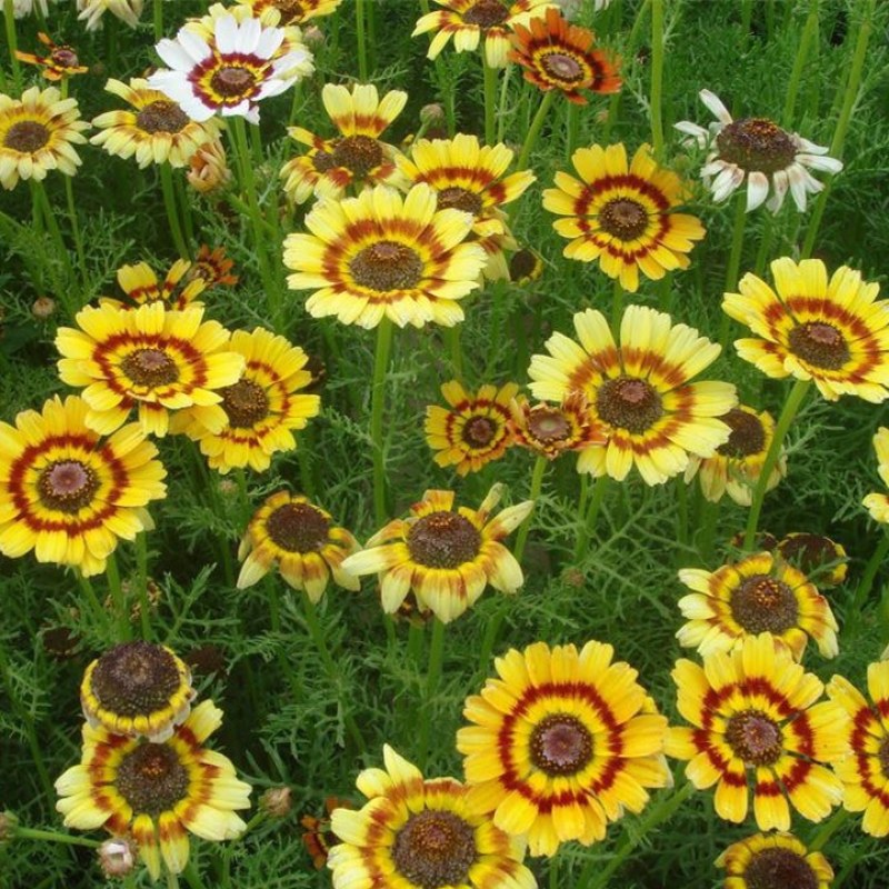 花环菊种子混色花卉景观绿化草花种四季种易种阳太台