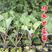 羽衣甘蓝种籽观赏食用特菜蔬菜种子叶牡丹花园春秋季阳台盆栽