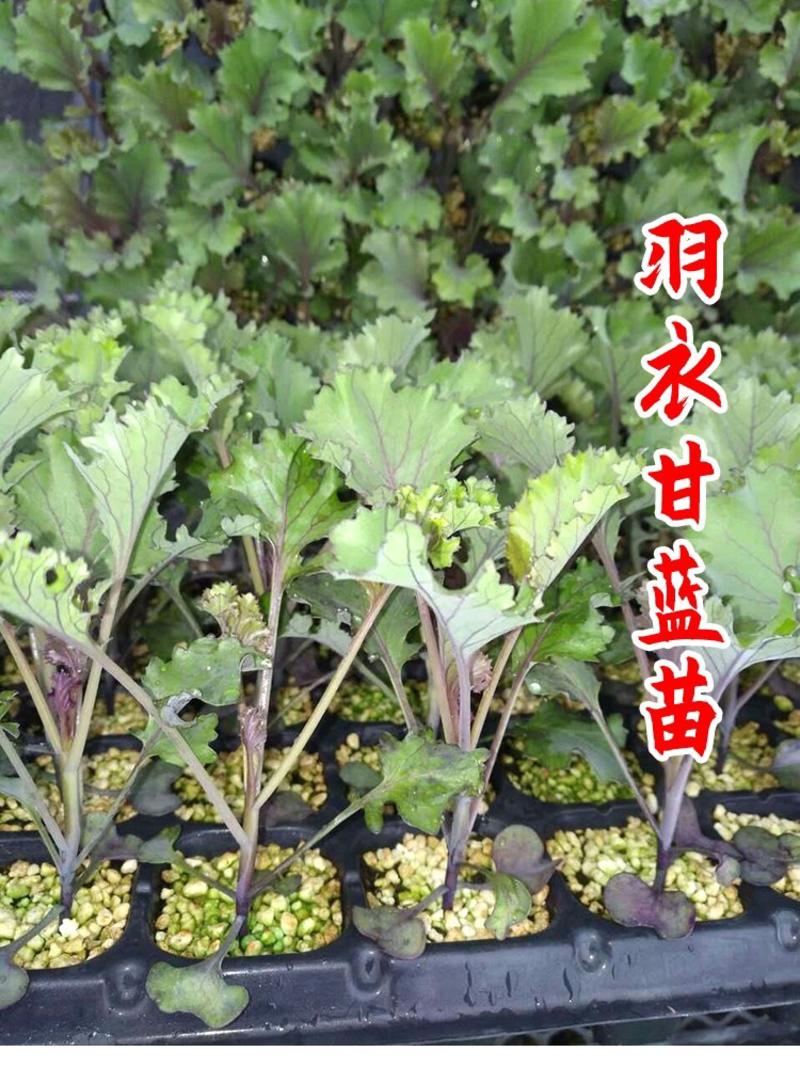 羽衣甘蓝种籽观赏食用特菜蔬菜种子叶牡丹花园春秋季阳台盆栽