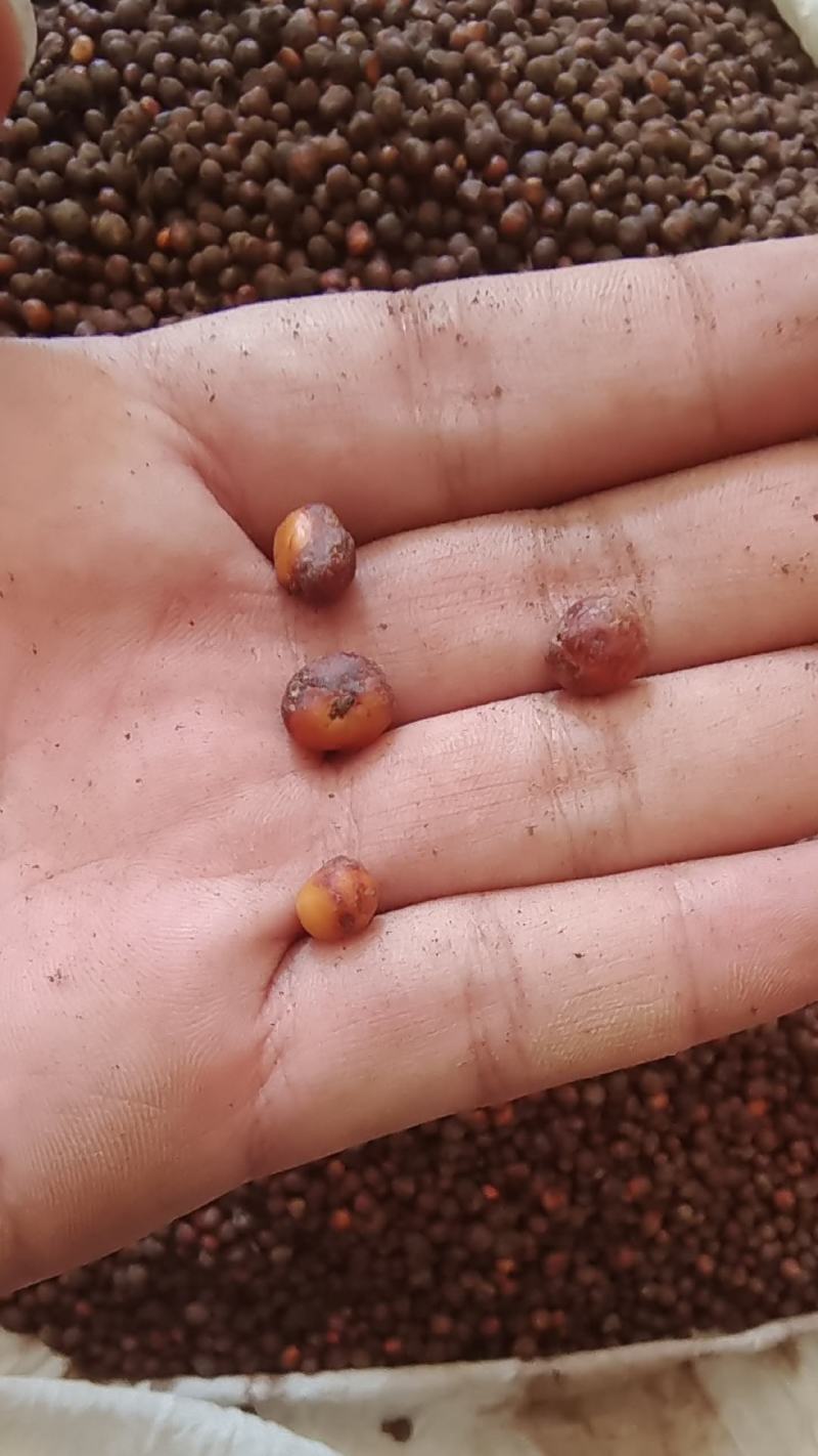 地下明珠落地珍珠新鲜货有现货