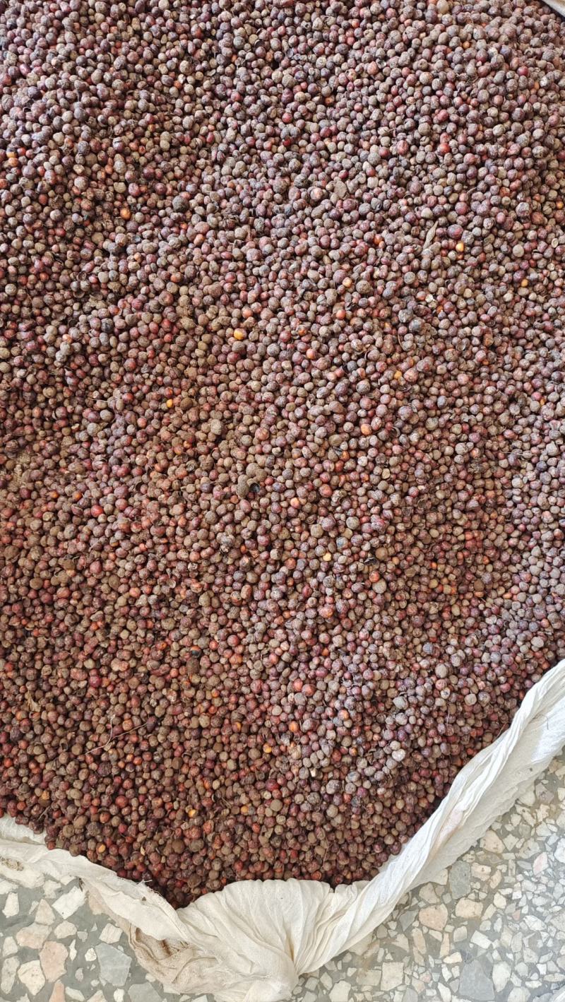 地下明珠落地珍珠新鲜货有现货