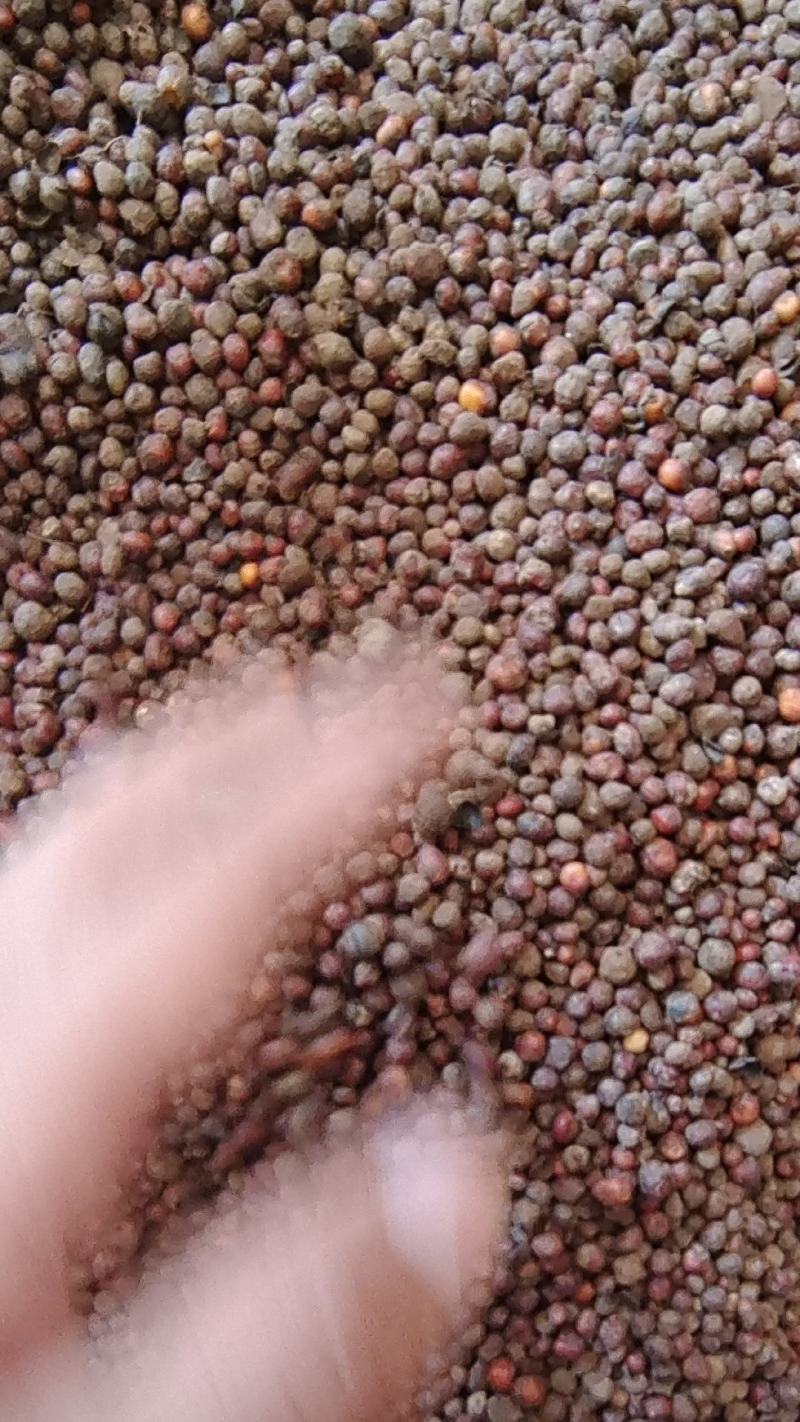 地下明珠落地珍珠新鲜货有现货