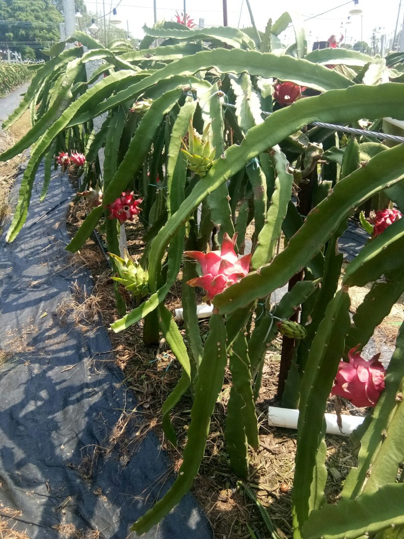 红心火龙果
