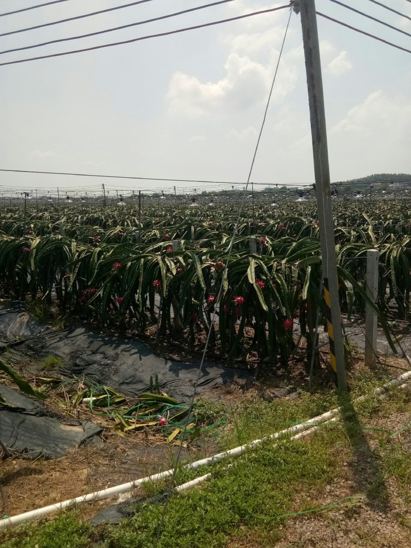红心火龙果