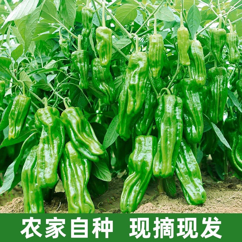 青椒产地直发现摘辣椒农户自种