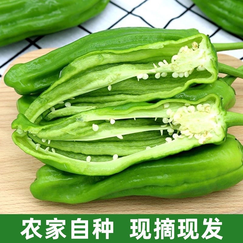 薄皮青椒量大农家自种批发现摘现发