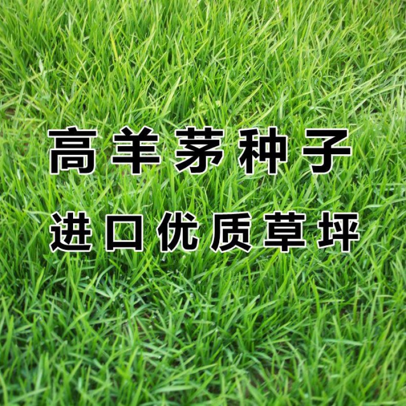 高羊茅高羊茅草种高羊茅草坪种子高羊毛四季常青进口草种