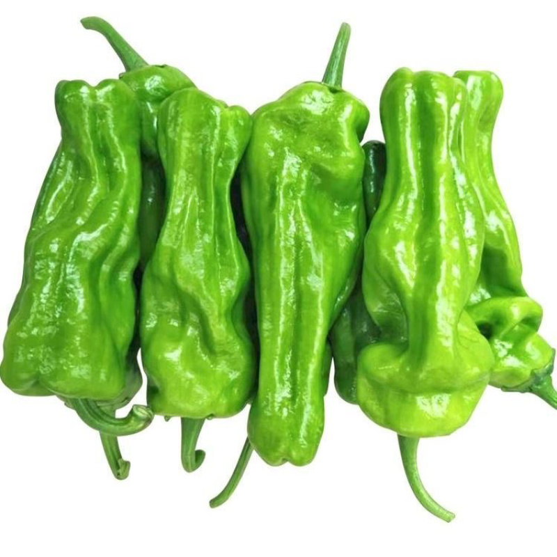 青椒薄皮量大新鲜现摘农户种植
