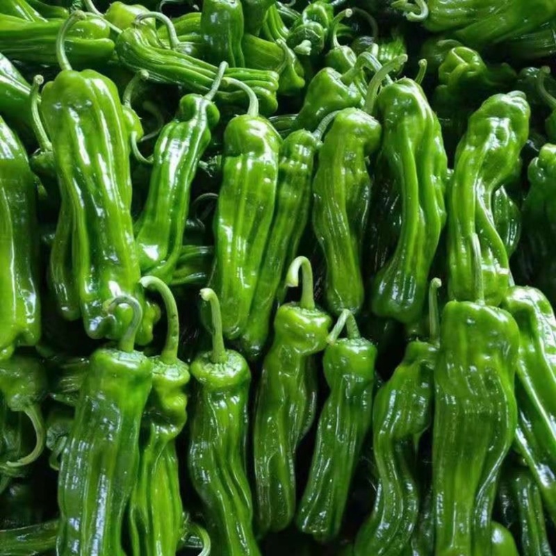 青椒薄皮量大新鲜现摘农户种植