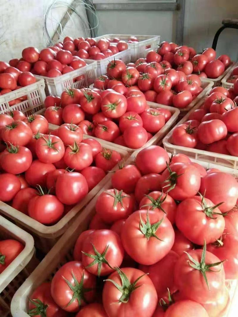 传奇西红柿，产地直销，可加网套，可贴标，价格合适。
