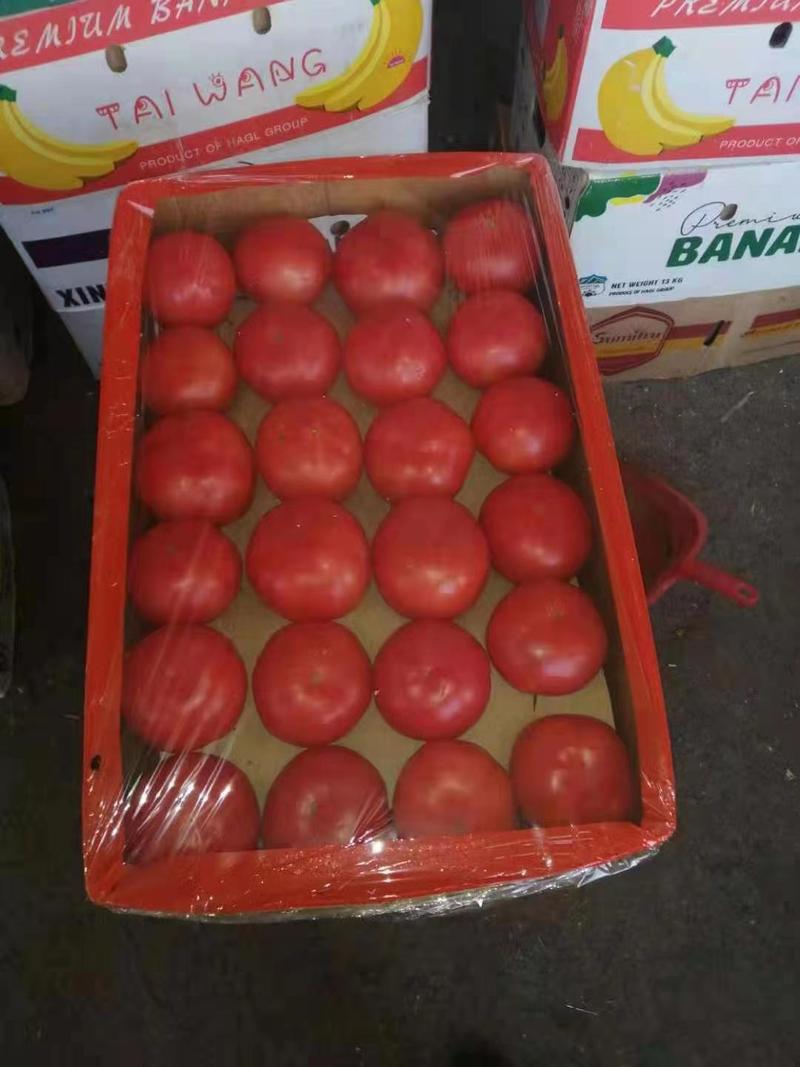 传奇西红柿，产地直销，可加网套，可贴标，价格合适。