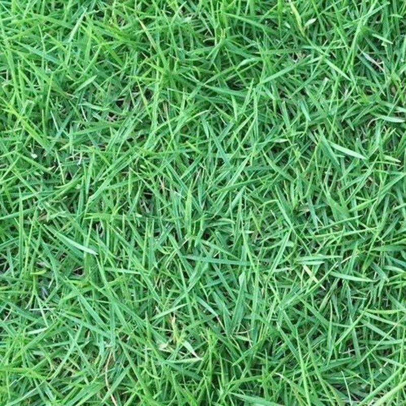 百慕大草坪草籽四季常青护坡球场进口狗牙根操场种子庭院绿化