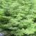 苜蓿草，新疆伊犁苜蓿，苜蓿干草，紫花苜蓿