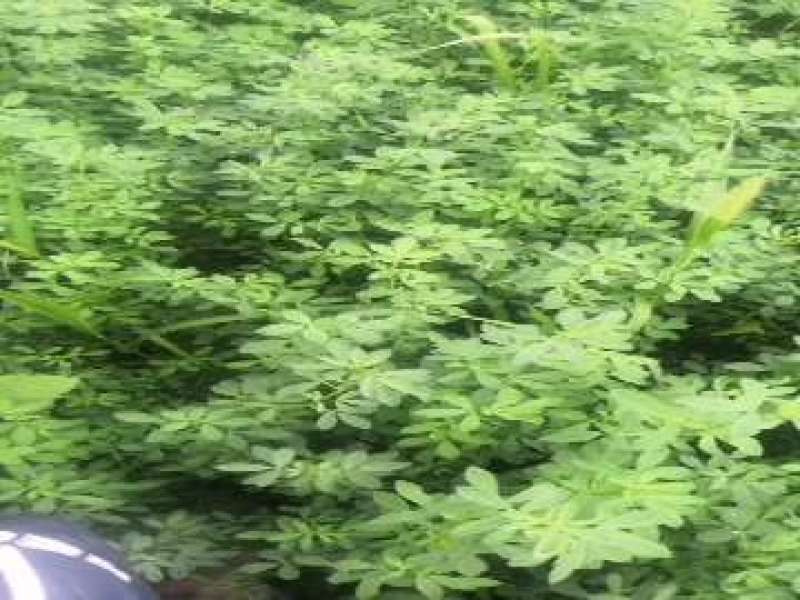 苜蓿草，新疆伊犁苜蓿，苜蓿干草，紫花苜蓿