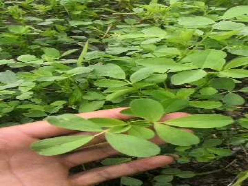苜蓿草，新疆伊犁苜蓿，苜蓿干草，紫花苜蓿
