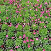 时令草花