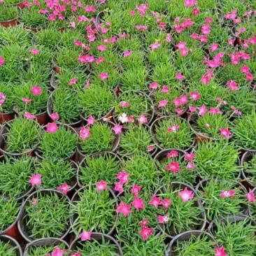 时令草花