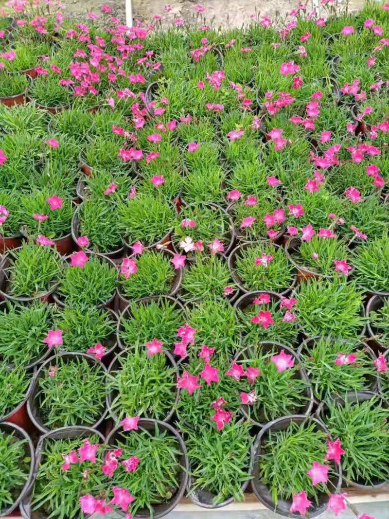 时令草花