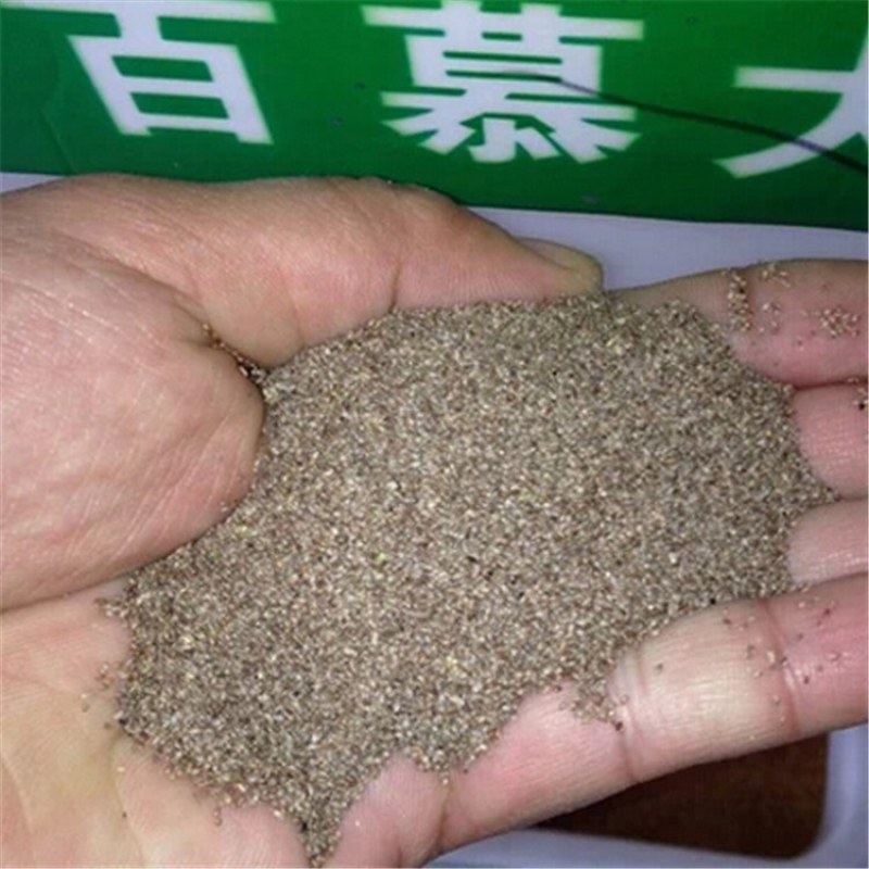 百慕大草坪草籽四季常青护坡球场进口狗牙根操场种子庭院绿化