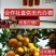 湖北宜昌富橘农业，特早蜜桔大芬果圆看货定价