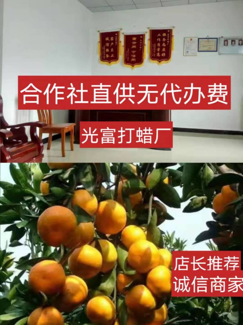 湖北宜昌富橘农业，特早蜜桔大芬果圆看货定价