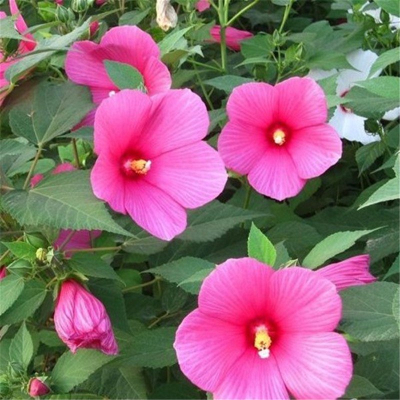 大花秋葵种子芙蓉葵花种籽庭院观赏草芙蓉花籽混色景观花海花