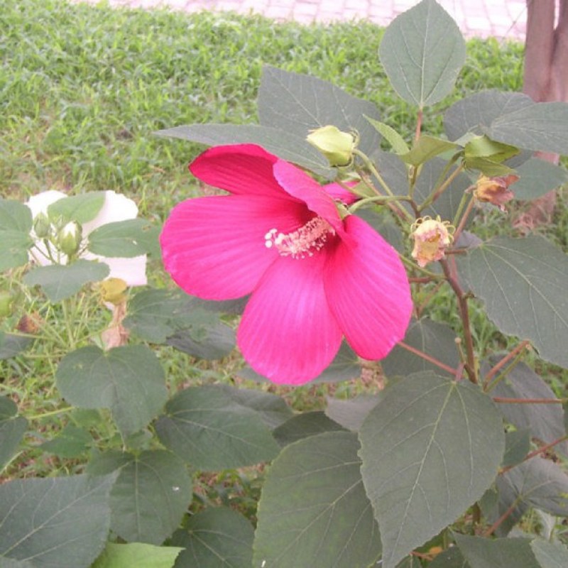 大花秋葵种子芙蓉葵花种籽庭院观赏草芙蓉花籽混色景观花海花