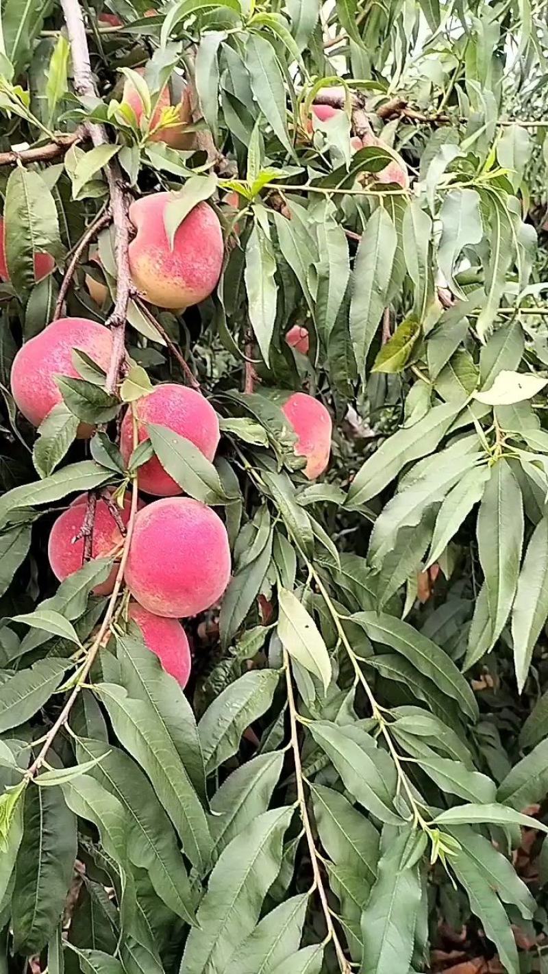 金秋红蜜桃