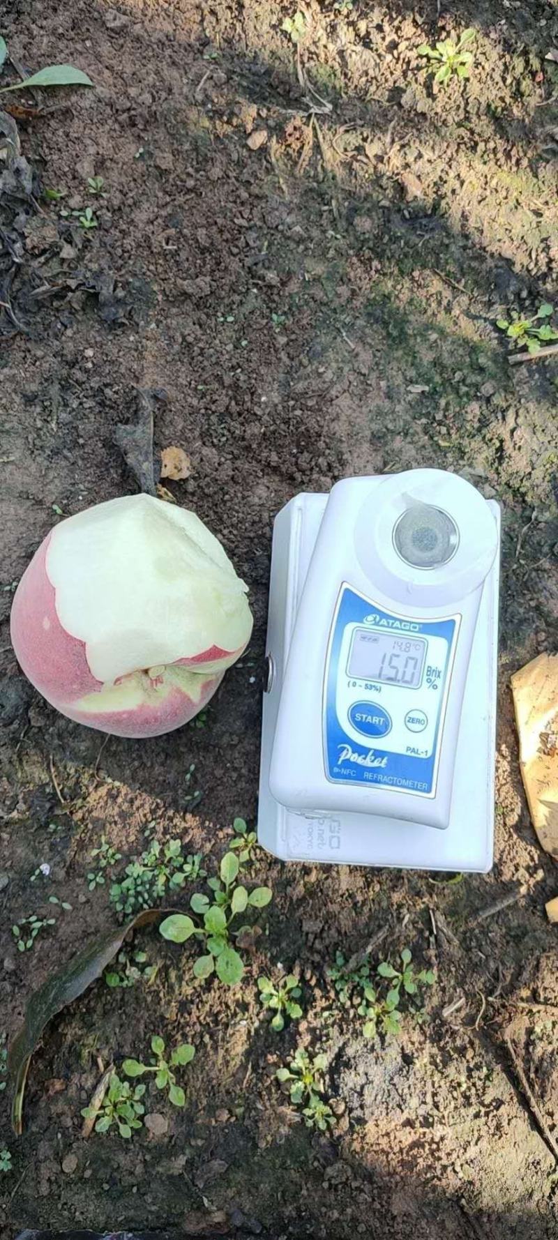 金秋红蜜桃